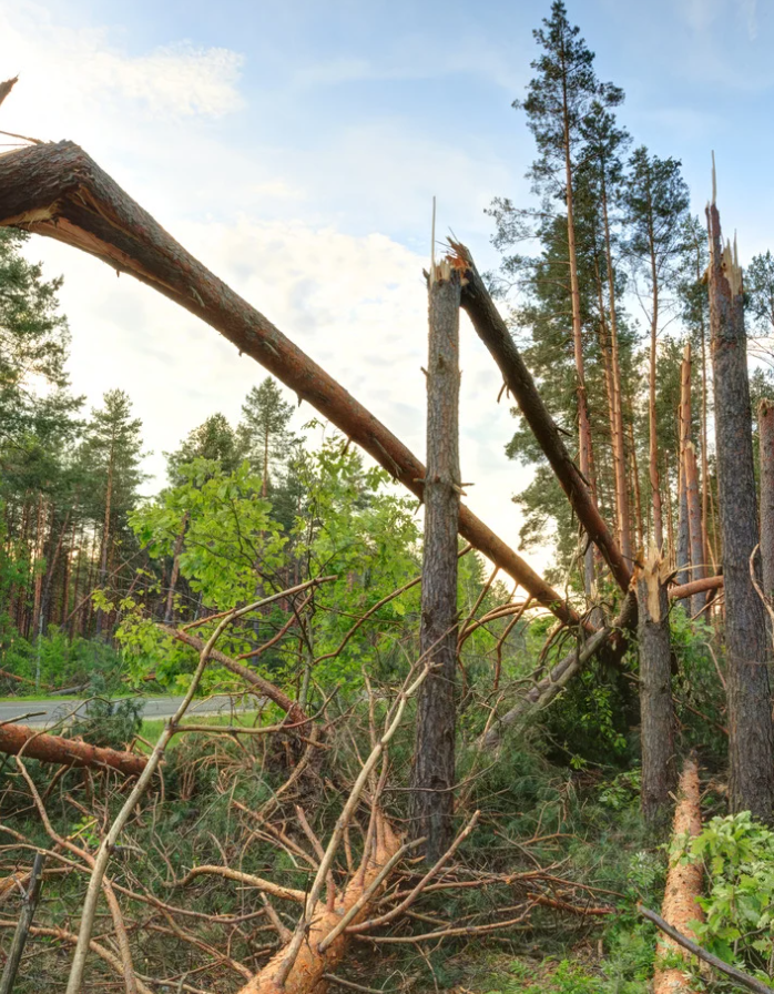What is a Damage Function in Climate Models?